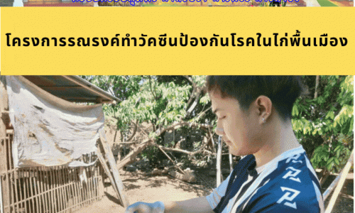 โครงการรณรงค์ทำวัคซีนป้องกันโรคในไก่พื้นเมือง 