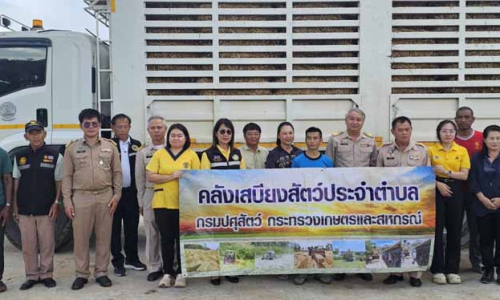 ปศุสัตว์จังหวัดลำพูนมอบหญ้าแห้งอัดฟ่อน เพื่อบรรเทาความเดือดร้อนแก่เกษตรกร