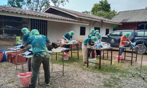 สำนักงานปศุสัตว์จังหวัดลำพูนปฏิบัติงานควบคุมประชากรแมวและสุนัข ป้องกันโรคพิษสุนัขบ้า ภายใต้โครงการ DLD-C