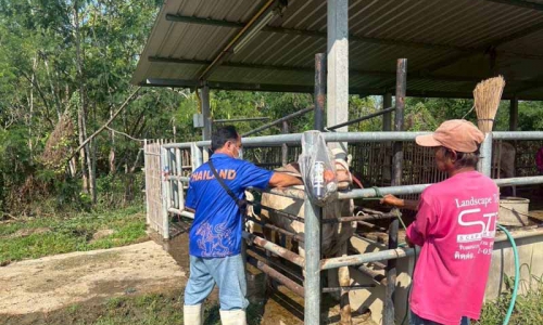 สำนักงานปศุสัตว์อำเภอเมืองลำพูน ดำเนินการรณรงค์ฉีดวัคซีนปากและเท้าเปื่อย และวัคซีนลัมปีสกิน ในโคเนื้อ กระบือ แพะ และแกะ รอบที่ 2/2568